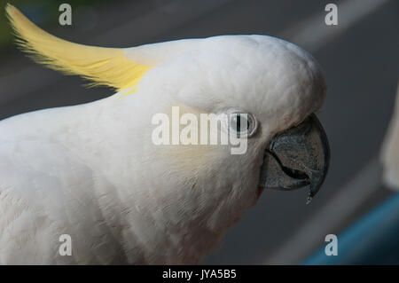 Soufre australiens cacatoès soufré (Cacatua galerita), close-up head shot debout sur un balcon de fer. Gosford, New South Wales, Australie. photograp Banque D'Images