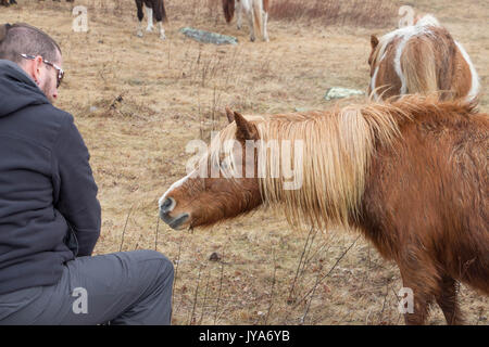 Hiker with friendly poneys sauvages à Grayson Highlands State Park Banque D'Images