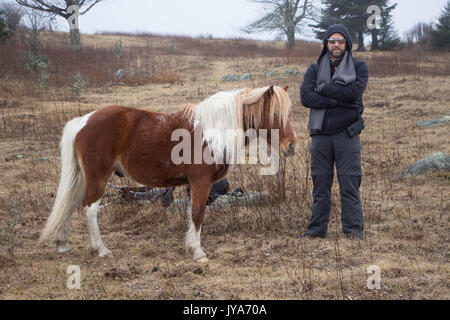 Randonneur avec poneys sauvages à Grayson Highlands State Park Banque D'Images