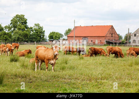 Cimmental Brown cow looking at camera contre troupeau de vaches broutant dans un pâturage et grange Banque D'Images