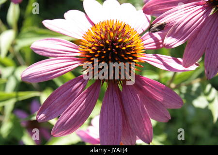 Close up of purple photographie Coneflowers , Echinacea purpurea. Banque D'Images