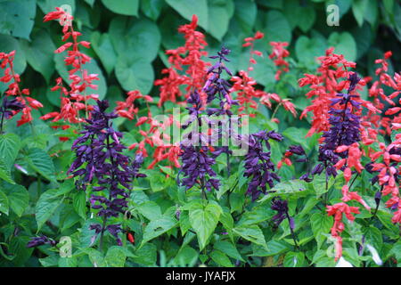 Beau jardin plante le sage dans la photographie de fleurs et plantes d'arrière-cour. Banque D'Images