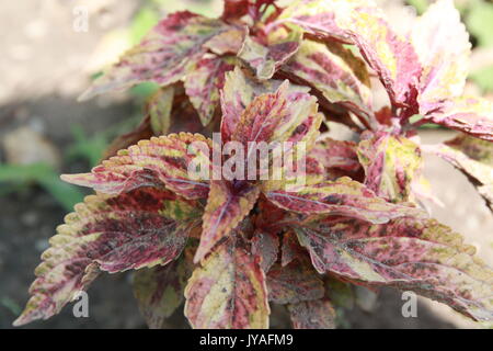 Afficher la feuille rose plante paix photographie dans le jardin. Banque D'Images