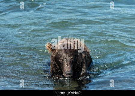 Un grizzly boar la pêche de saumon kéta dans le coin supérieur McNeil River Falls au McNeil River State Game Sanctuary sur la péninsule de Kenai, en Alaska. Les ours utilisent une variété de techniques pour prendre des saumons y compris nager en surface ou sous l'eau. Le site distant est accessibles qu'avec un permis spécial et est la plus importante population saisonnière d'ours bruns. Banque D'Images