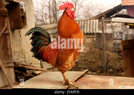 Chant du coq rouge Banque D'Images