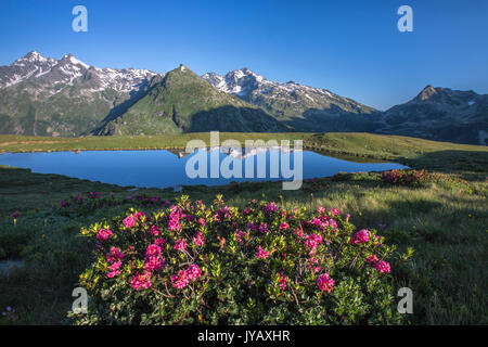 Rhododendrons Montage surround Cardine reflété dans le lac au lever du soleil de la vallée de Chiavenna Piccolo Valtellina Lombardie Italie Europe Banque D'Images