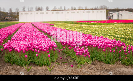 De vastes champs de tulipes couvrent les domaines de lisse, en Hollande Banque D'Images