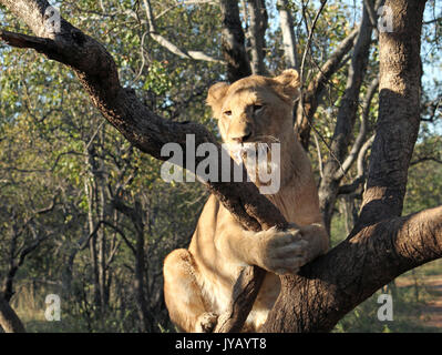 Arbre généalogique en Lion dévorant le poulet Banque D'Images