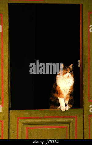 Beau chat sur des demi-ouvert porte néerlandais Banque D'Images