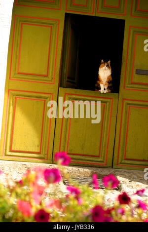 Beau chat sur des demi-ouvert porte néerlandais Banque D'Images