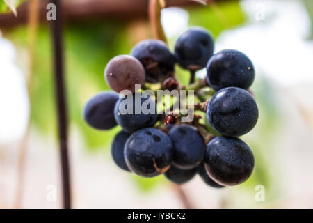 Les raisins. grappe de raisins. fruits mûrs. plante méditerranéenne. Banque D'Images
