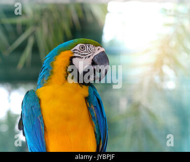 Blue-and-yellow macaw debout sur une branche avec arrière-plan flou. Banque D'Images