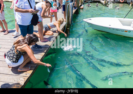 Les touristes qui alimentent le Tarpon à Robbies Marina à Islamorada dans les Florida Keys Banque D'Images