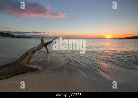 Vagues sur un tronc d'arbre sur la plage encadrée par le coucher du soleil des caraïbes d'Eretmochelys imbricata Bay Antigua-et-Barbuda Antilles Îles sous le vent Banque D'Images