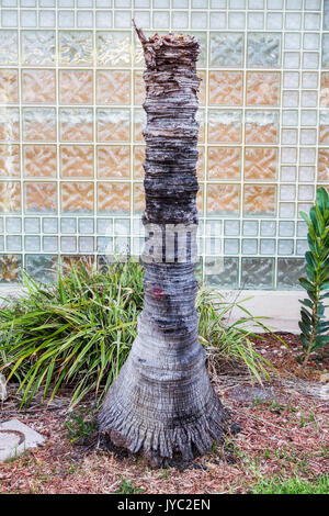 Miami Beach Floride, arbre mort arbres tronc, palmier, les visiteurs voyage voyage touristique touristique repère culture culture, groupe de vacances peopl Banque D'Images