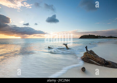 Les troncs des arbres sur la plage encadrée par le coucher du soleil des caraïbes Ffryers Beach Antigua-et-Barbuda Antilles Îles sous le vent Banque D'Images