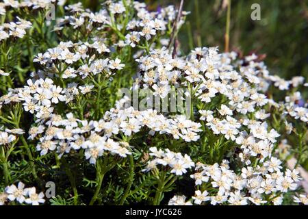 L'Achillea erba-rotta, nom commun du mille-feuilles simples, est une plante vivace du genre Achillea, appartenant à la famille des Asteraceae, utilisé Banque D'Images