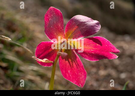 Helleborus niger, communément appelée rose de Noël ou hellébore noir, est une plante vivace à feuilles persistantes dans la famille, Ranunculaceae. Banque D'Images