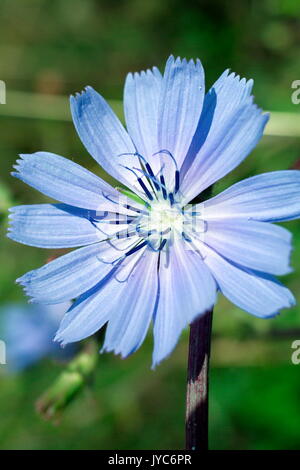 Cicerbita alpina, communément appelé le laiteron des Alpes ou bleu alpin le laiteron des champs est une espèce de plante herbacée vivace appartenant au genu Banque D'Images