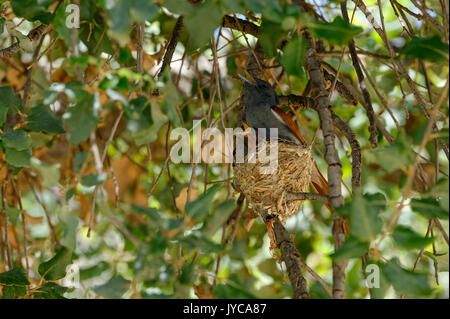 Le paradis africain de la flycatcher (Terpsiphone viridis): Poule (femme) assise sur nid avec un chick dans l'arbre, ferme Ozondjisse près d'Omaruru, Erongo, Namibie Banque D'Images