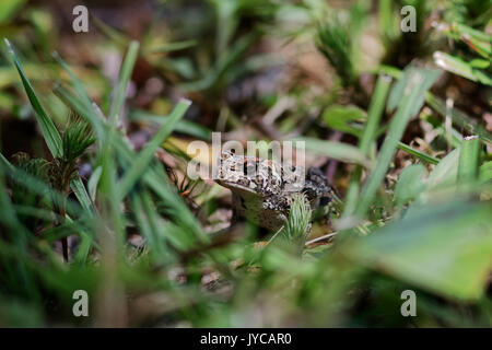 Grenouille se cache dans l'herbe Banque D'Images