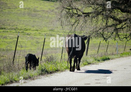 Vache mère noire marchant dans la rue avec son veau noir avec des terres agricoles dans l'arrière-plan. Banque D'Images