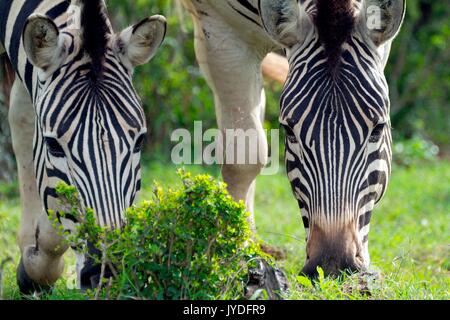 Calme zèbres mangent de l'herbe dans la savane du parc national Addo en Afrique du Sud Banque D'Images