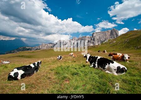 Quelques vaches Frisonnes reposant par Col Giau. Frisons Holstein (souvent abrégé comme holsteins) sont une race de bovins que l'on appelle aujourd'hui les plus hautes du monde-pr Banque D'Images