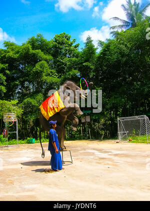 Koh Samui, Thaïlande - le 21 juin 2008 : Le jeune éléphant faisant des tours Banque D'Images