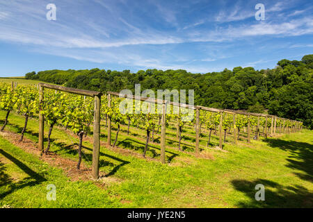 Rangées de vignes au-dessus de la rivière Dart à Sharpham vineyard, Devon, England, UK Banque D'Images