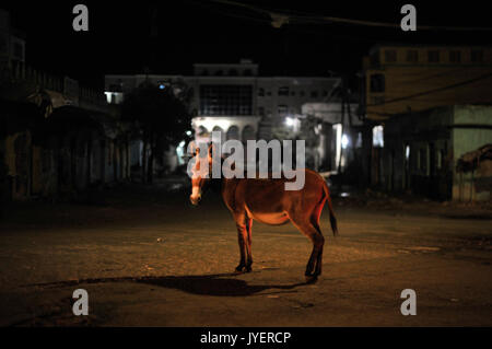 Un âne se dresse au milieu d'un rond-point à Baidoa, en Somalie, au cours d'une patrouille de nuit menée par le contingent éthiopien de la Mission de l'Union africaine en Somalie le 22 juin. Photo de l'AMISOM Tobin (14517477954) Banque D'Images