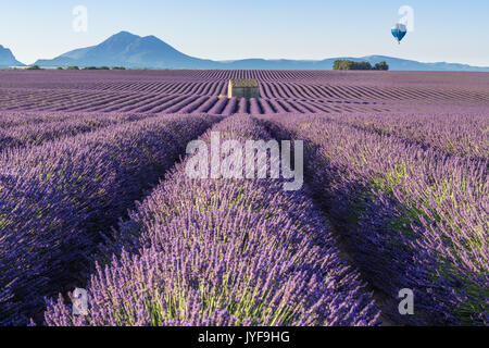 Montgolfière sur champs de lavande de Valensole. Provence, France Banque D'Images