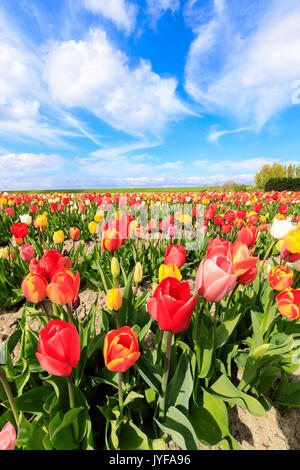 Ciel bleu et nuages sur les champs de tulipes multicolores yerseke reimerswaal province de Zélande aux Pays-Bas les Pays-Bas europe Banque D'Images