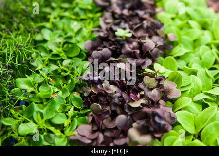 Un mélange de salades Banque D'Images