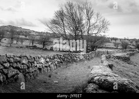 Un chemin mène les promeneurs stonewall loin de emsworthy ferme dans le parc national du Dartmoor, England, UK Banque D'Images