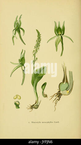 Abbildungen der in Deutschland und den angrenzenden mit der vorkommenden grundformen orchideenarten (PL 04 Microstylis mon) (6022112168) Banque D'Images