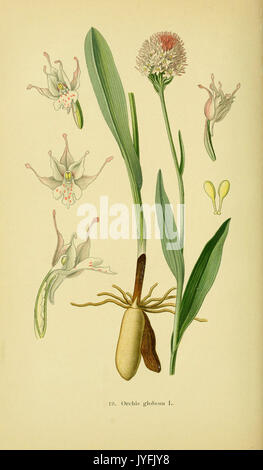 Abbildungen der in Deutschland und den angrenzenden mit der vorkommenden grundformen orchideenarten (PL 19 Orchis globosa) (6022118092) Banque D'Images