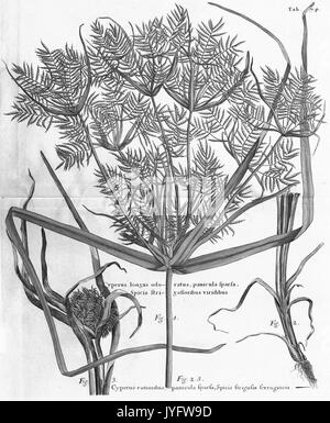 Un voyage aux îles de la Barbade, Madera, Nieves, S. Christophers et la Jamaïque (8330128594) Banque D'Images