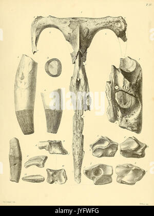 Une monographie sur l'Reptilia fossile du Crétacé (8099937858) Banque D'Images