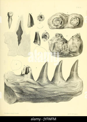 Une monographie sur l'Reptilia fossile du Crétacé (8099840700) Banque D'Images