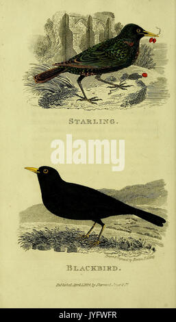 Un traité pratique sur la chanson les oiseaux (6851894819) Banque D'Images