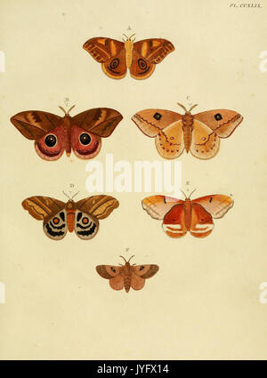 Cette illustration tirée de 'de uitlandsche kapellen' représente une variété de papillons étrangers (lépidoptères) du Suriname. L'œuvre, qui comprend des dessins et des peintures, fait partie de la collection de la Smithsonian institution, présentant des représentations anciennes et historiques d'insectes. Banque D'Images