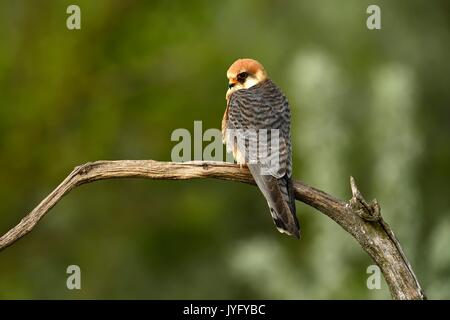 Red-haired falcon (Falco vespertinus), femme assise sur une branche, le Parc National Kiskunság, Hongrie Banque D'Images