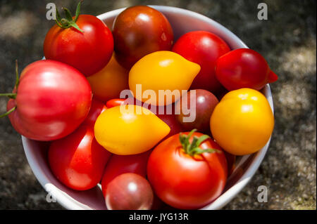 Variétés de tomates Banque D'Images