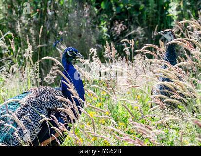 Peacock, hommes et femmes dans l'herbe Banque D'Images