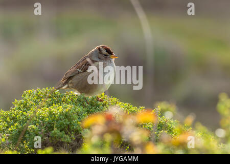 Un blanc-couronne sparrow perché sur les branches, pinceau coyote point reyes National Seashore, California, USA Banque D'Images