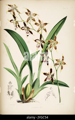 Une monographie de l'Odontoglossum par James Bateman (planche 21) (8454989403) Banque D'Images