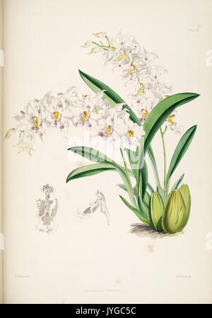 Une monographie de l'Odontoglossum par James Bateman (Planche XIV) (8454986437) Banque D'Images