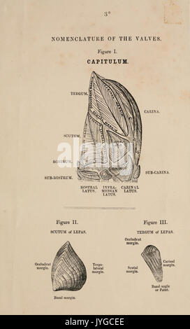 Une monographie sur la sous-catégorie Cirripedia (7509041340) Banque D'Images