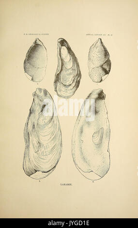 Un examen de la marine non combustibles Mollusca of North America (planche 10) (7096122787) Banque D'Images